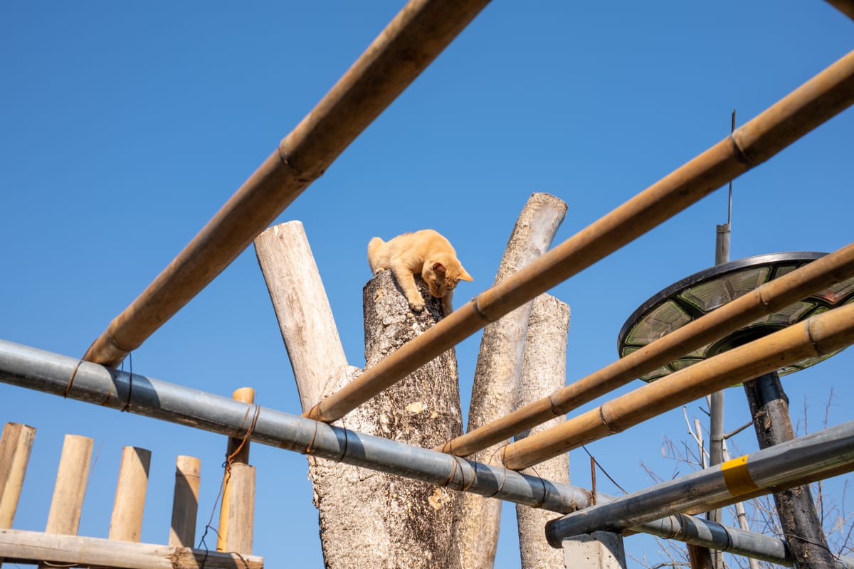 The Struggle Against Procrastination